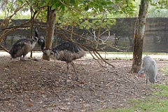 0774 Wildlife Habitat Port Douglas